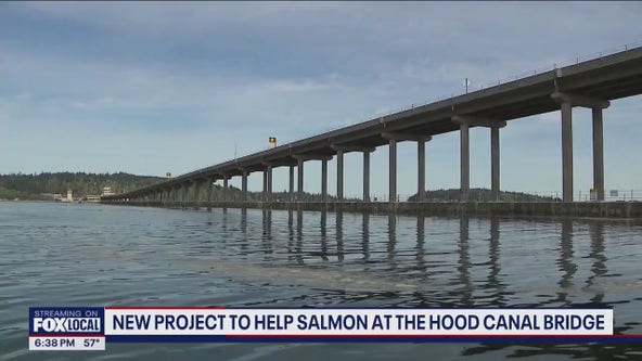 New project to help salmon at Hood Canal Bridge