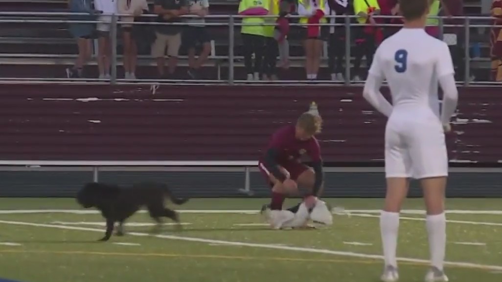 Dogs run onto soccer field during high school match