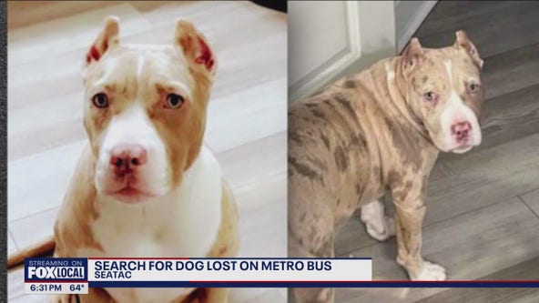 Couple searching for dog lost on King County Metro bus