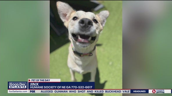 Pet of the Day from the Humane Society of NE Georgia
