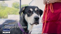 Dog of the Day: Sergeant Pepper