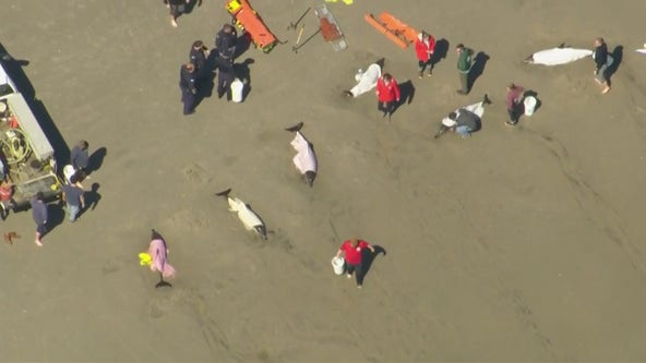 Crews respond to Sea Isle City beach with stranded dolphins