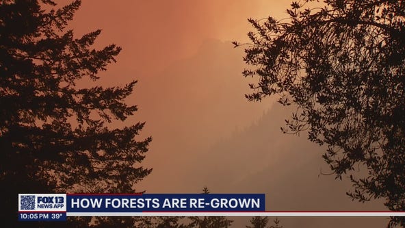 Reforestation options vary following wildfires