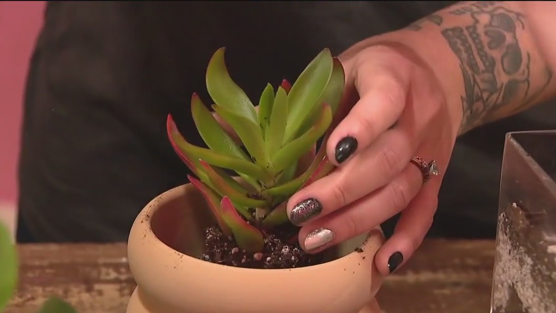 Houseplants could hold key to better health