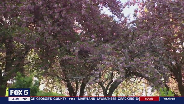 Cherry blossoms still in bloom at Glenville Mansion