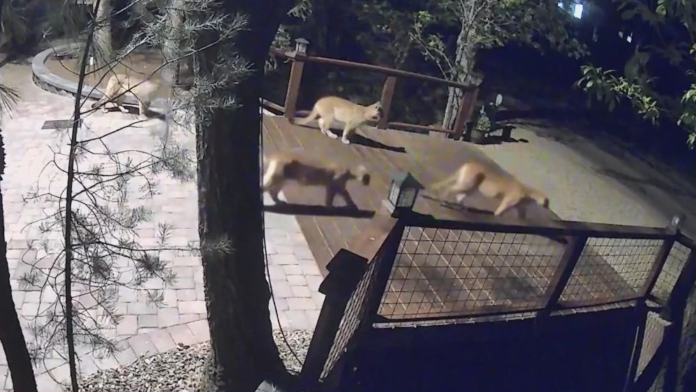 Mountain lion family put down after attacks
