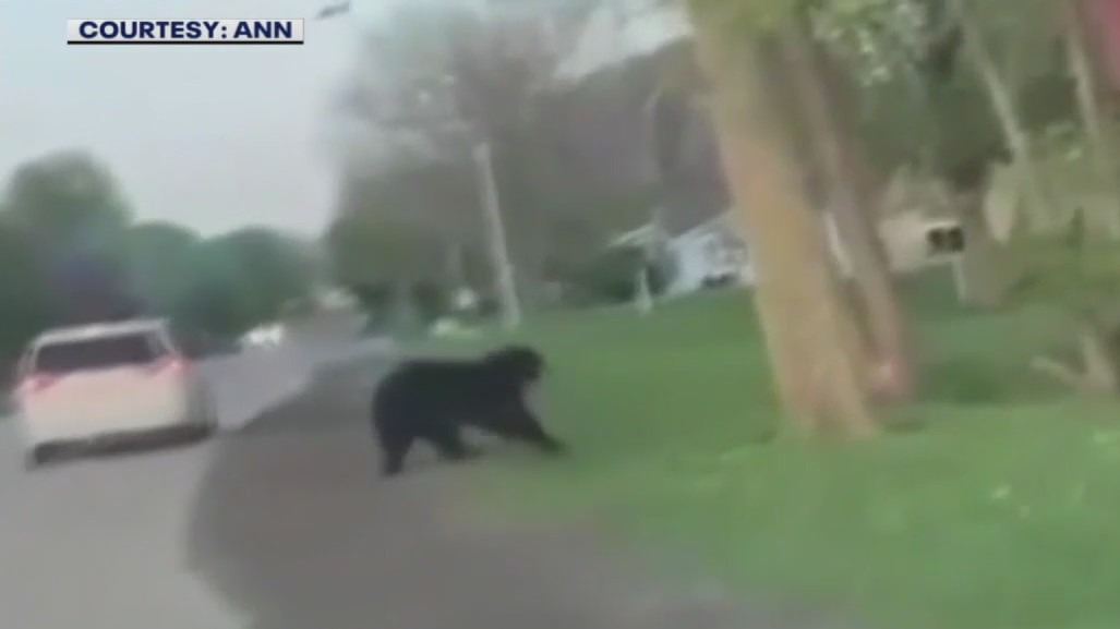 Lake Mills bear sighting, residents warned