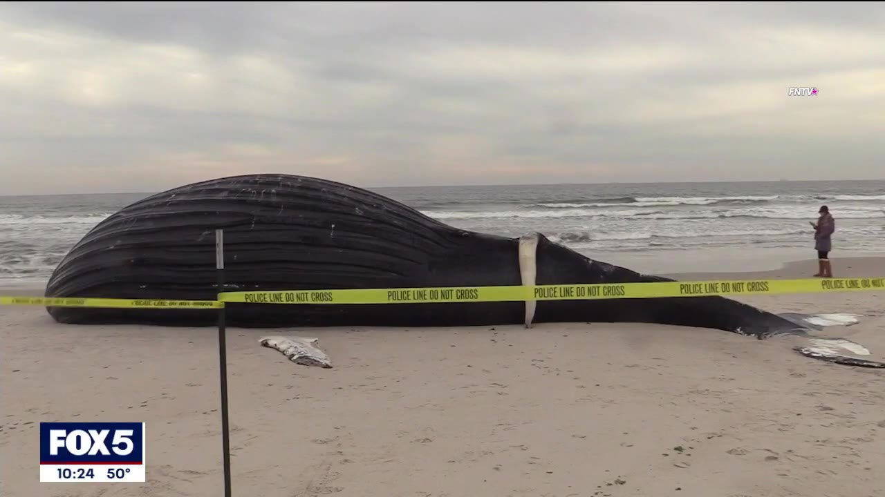 Dead whale washes ashore on Lido Beach in Nassau County