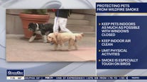 Protecting your pets from hazards of wildfire smoke