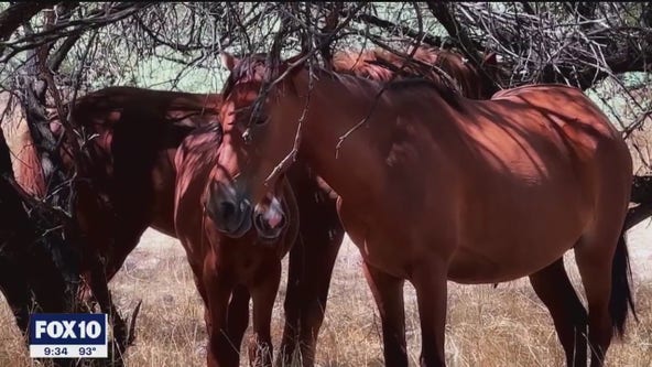 AZ nonprofit working to maintain wild horse herd