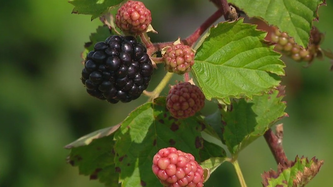 More Florida farmers growing blackberries