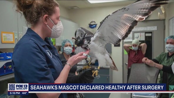 Seahawks mascot Taima recovering after surgery at WSU