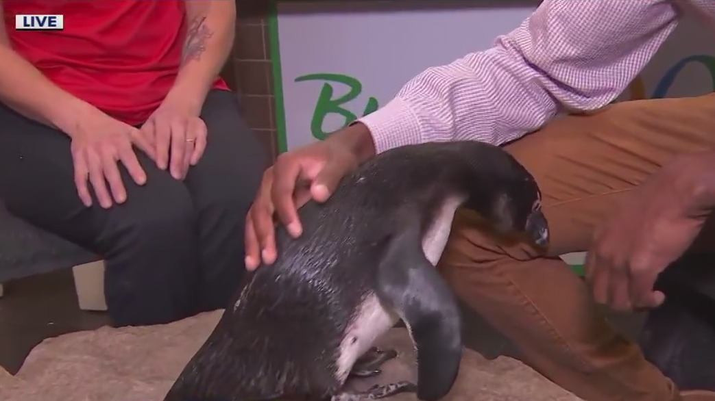 Meet Rosemary the penguin at Busch Gardens Christmas Town