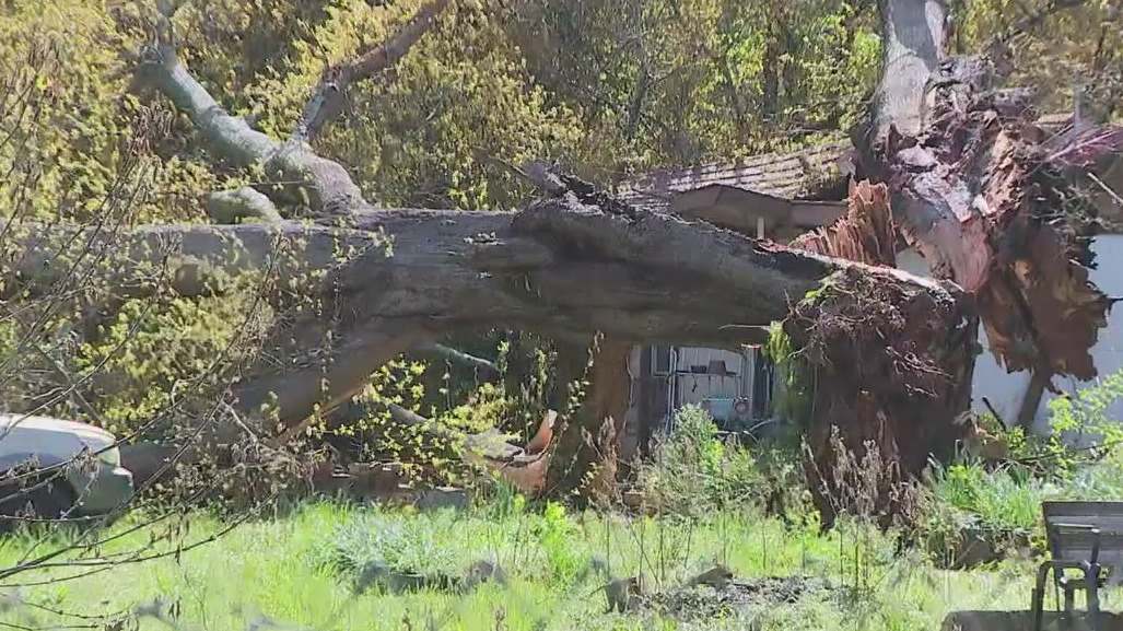 Fallen trees, destruction reported all around Floyd County