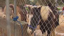 Griffith Park Pony Rides shutting its doors after 74 years