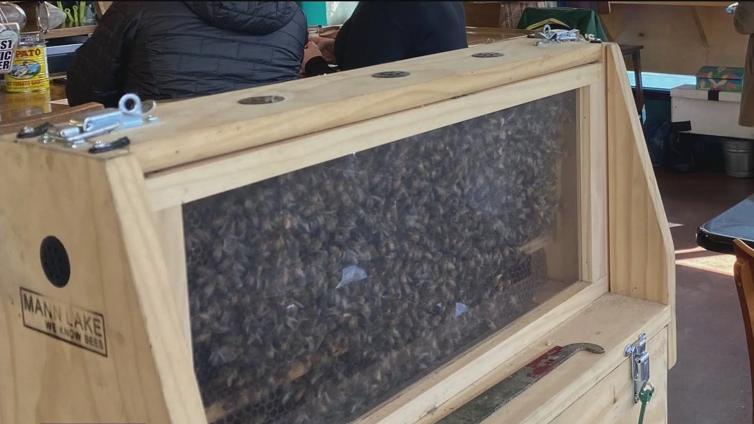 Thousands of bees stolen from Oakland home