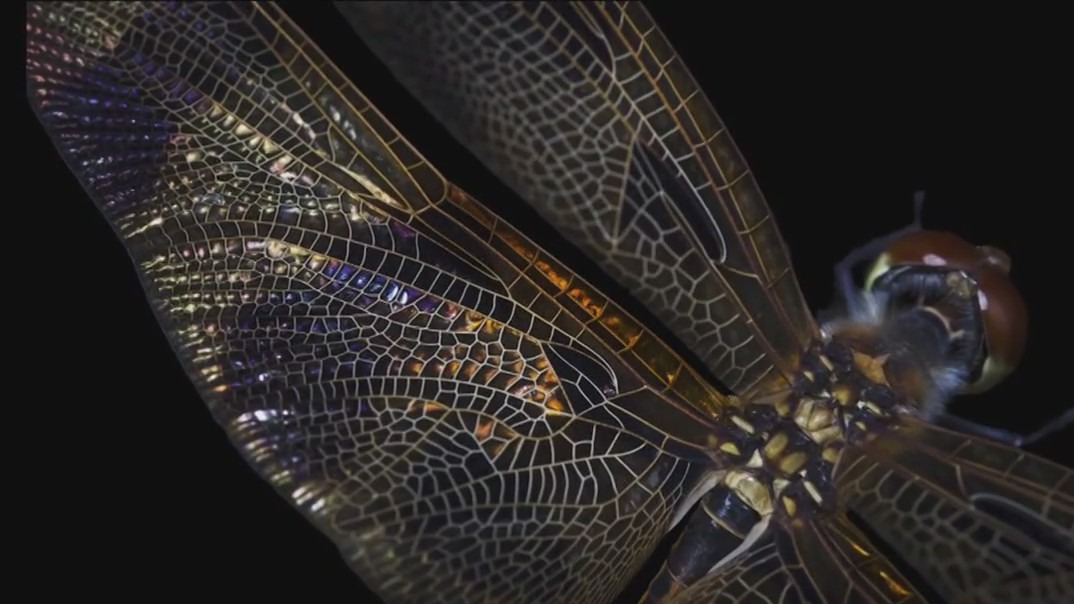 New installment of National Geographic's  'Photo Ark' showcases insects