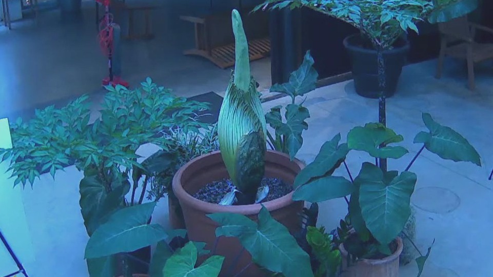 Horace the Corpse Flower continues to grow, but no bloom yet