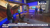 Finding forever homes for pets during World Cup