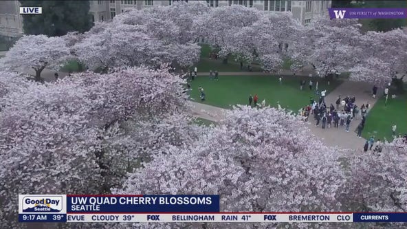 Cherry blossoms inching closer to full bloom at University of Washington