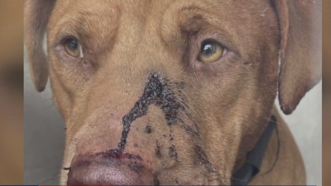 Dog found shot in the face in Galveston ready to be someone's perfect pet on National Pet Adoption Day