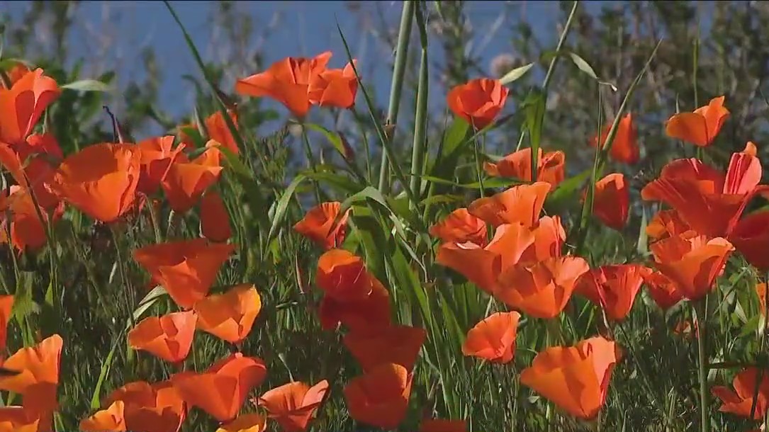 Poppy bloom in Lake Elsinore off limits this year