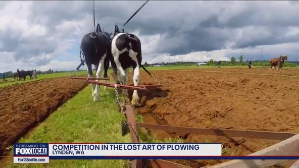 Competition in the lost art of plowing
