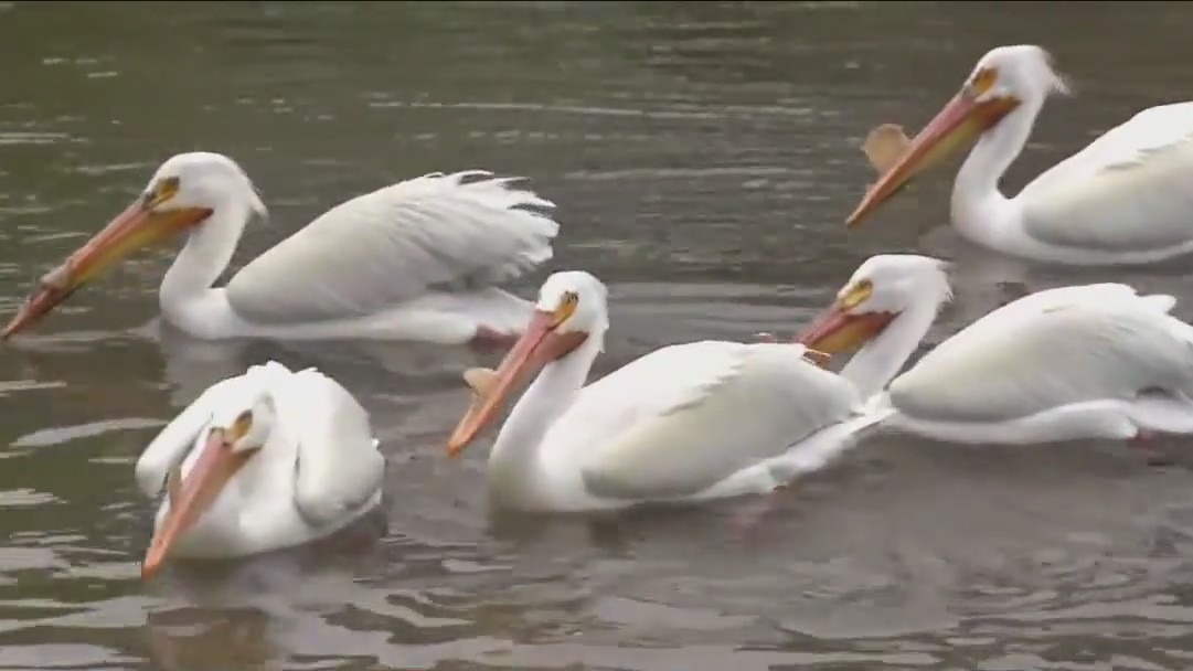 White pelicans steal the show at Brookfield Zoo Chicago