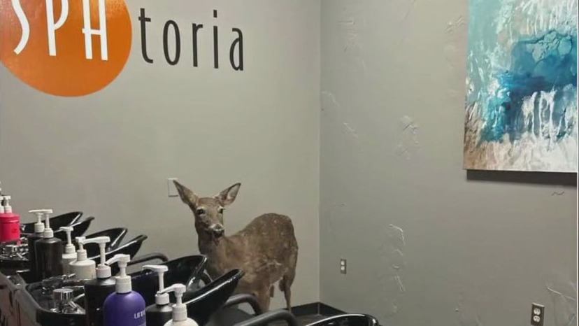 Deer invade Victoria, Minn. salon