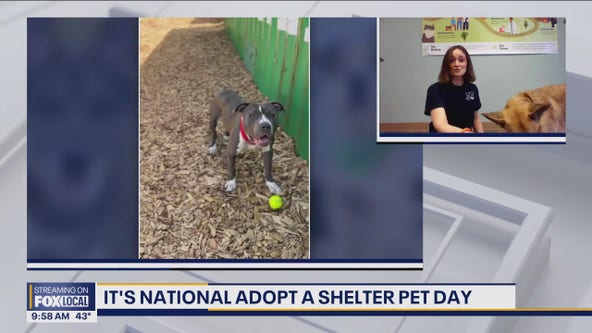 National Adopt Shelter Pet Day
