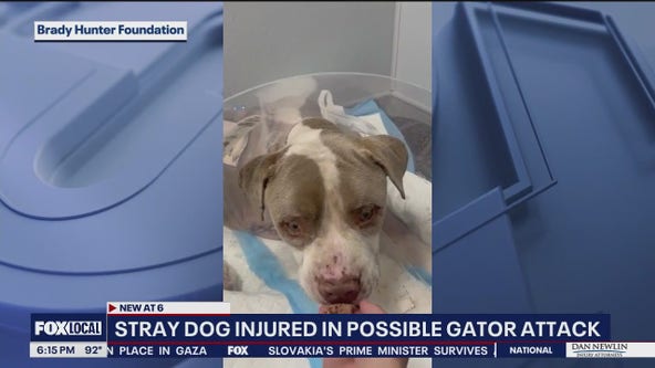 Stray dog injured in possible gator attack