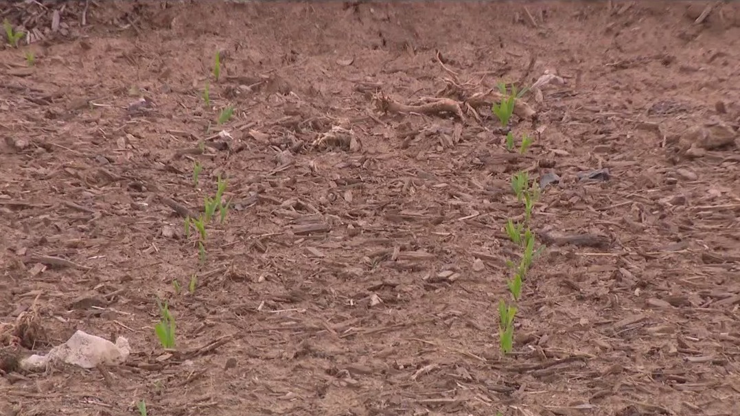 Farmers hope for rain as dry stretch continues in Michigan