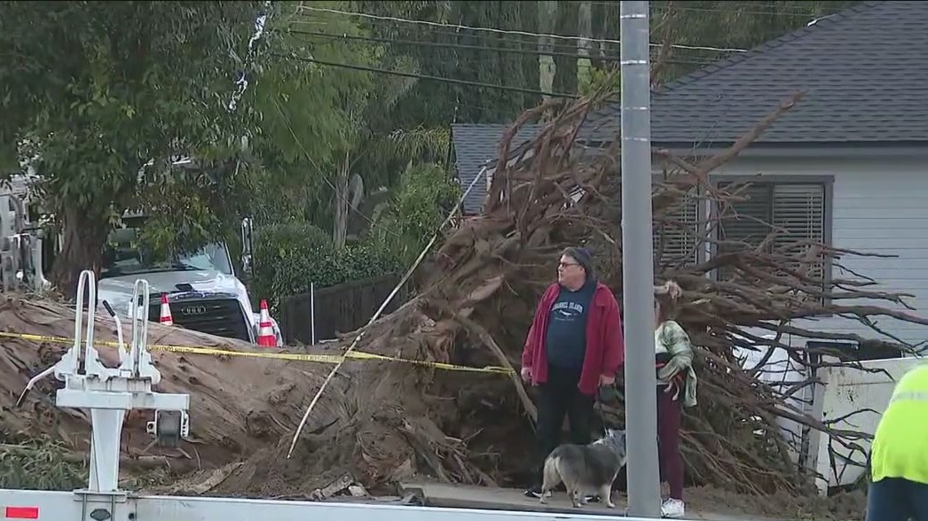 Powerful wind knocks down huge tree in Woodland Hills