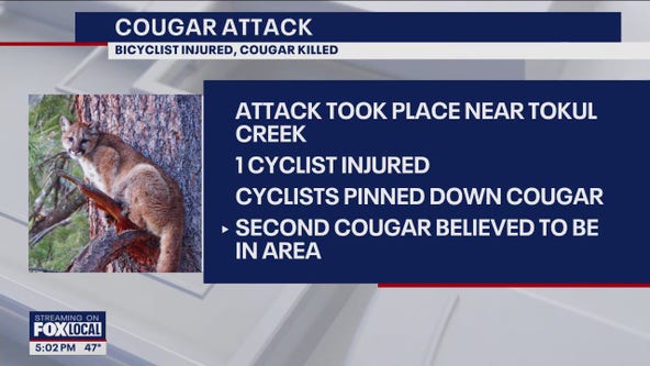 Cougar attacks 5 cyclists near Snoqualmie, woman hospitalized