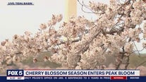 Cherry blossoms in DC's Tidal Basin hit peak bloom