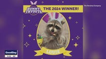 Talkers: Racoon wins Cadbury Bunny contest