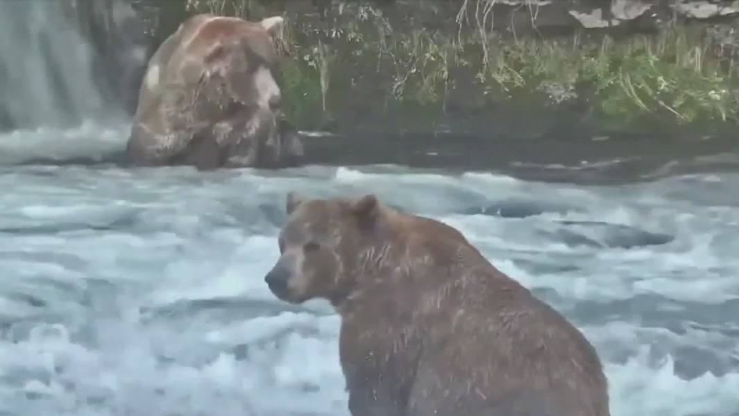 Alaska celebrating 'Fat Bear Week'