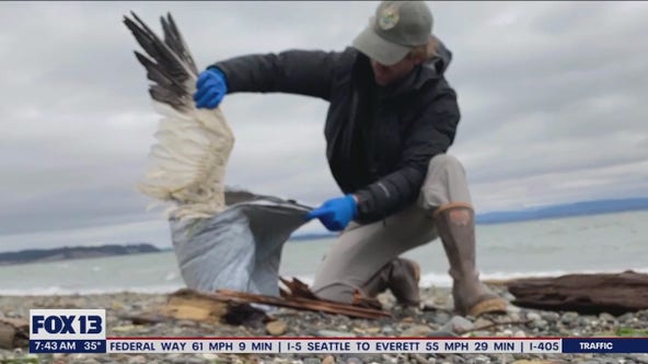 Bird flu kills 700+ birds in Washington's Skagit County