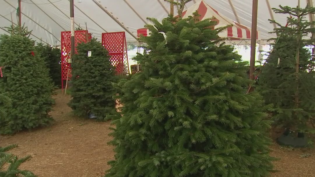 Christmas tree vendors prepare for upcoming demand
