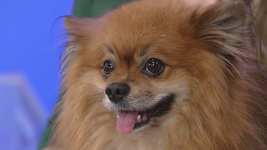 Meet Cosmo: Out Pet of the Day