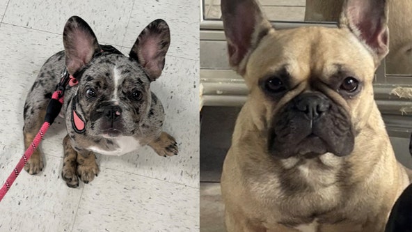 Have you seen these two? French Bulldogs stolen from Ahwatukee home