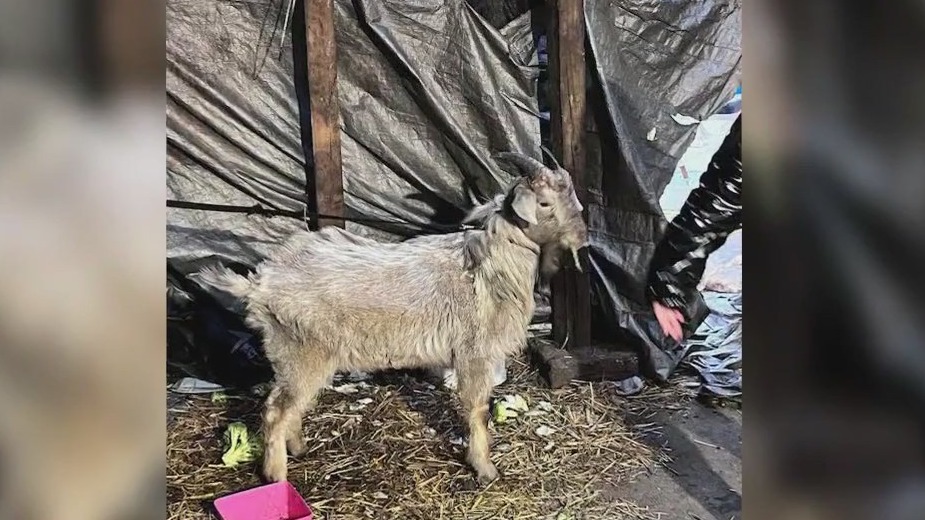 Wandering goat in Back of the Yards has been reunited with family