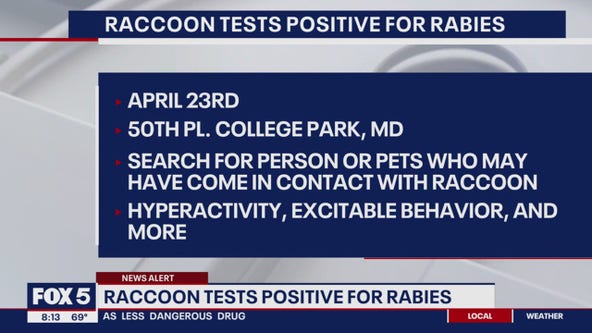 2nd rabid raccoon recently found in College Park