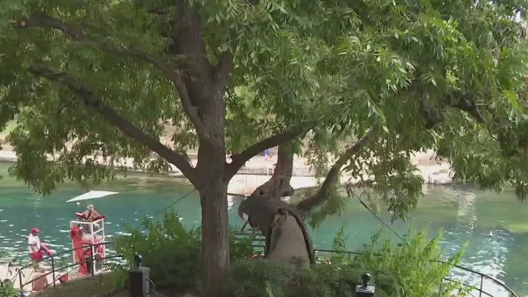 Barton Springs tree 'Flo' to be removed