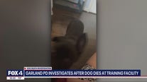 Dog dies at Garland boarding, training facility