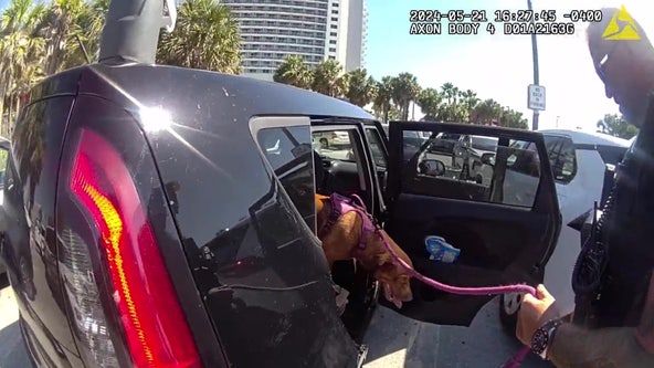 Dog rescued from hot car in Clearwater