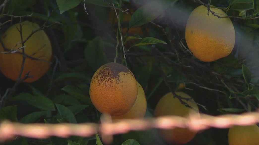 SFV's last orange grove is disappearing