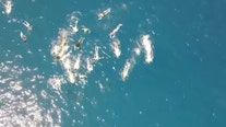 Drone footage shows swimmers 'pursuing' pod of wild dolphins, Hawaii officials say