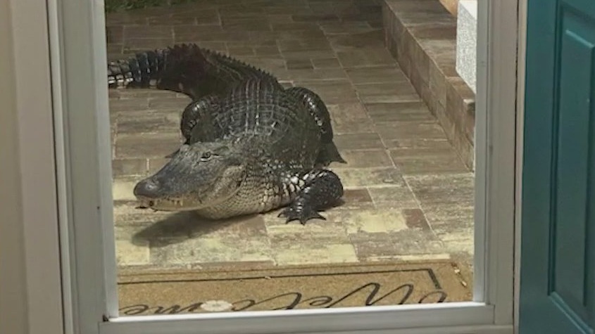 Huge alligator shows up at Viera home