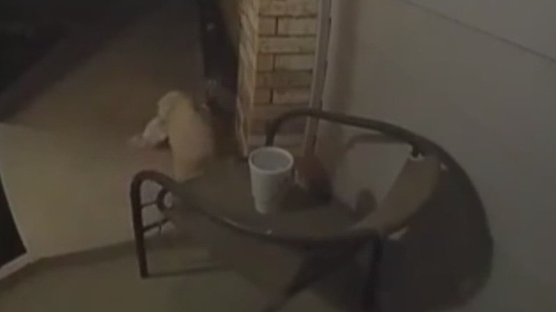 Neighbor's dog caught swiping food delivery